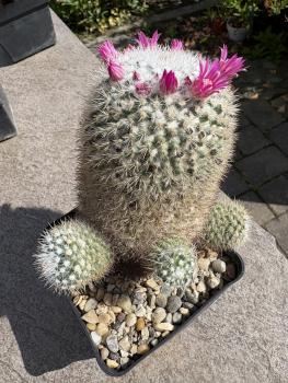 Mammillaria hahniana